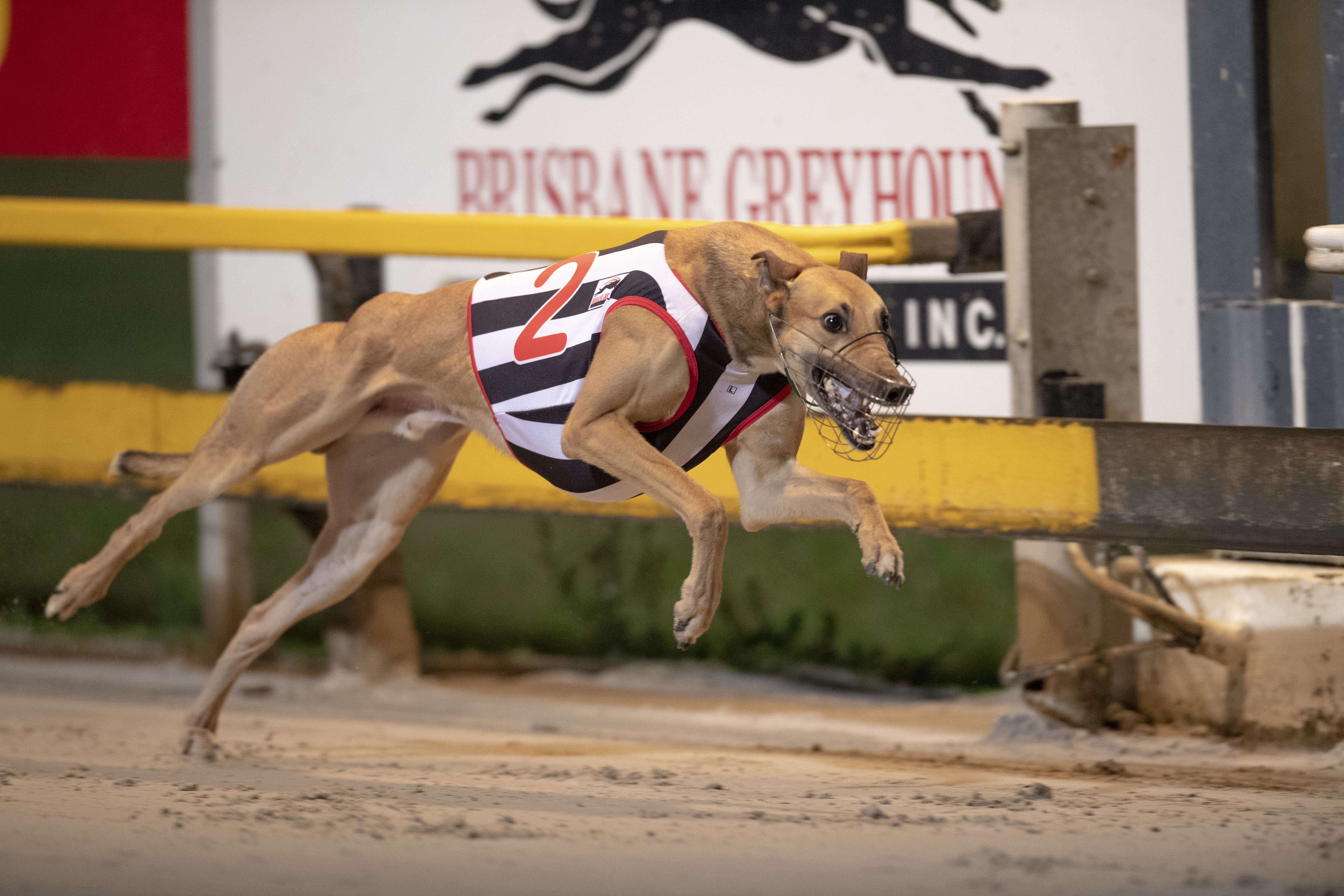 Race-08-Maurice-Minor-DSC-4203.jpg