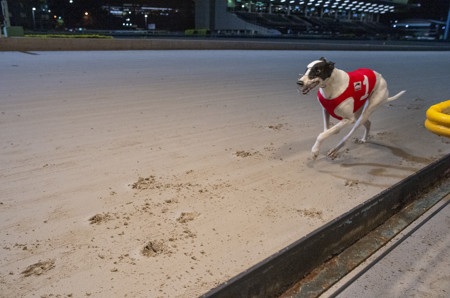 Race-9-Kooringa-Lucy-D4S-6521-jpg.JPG