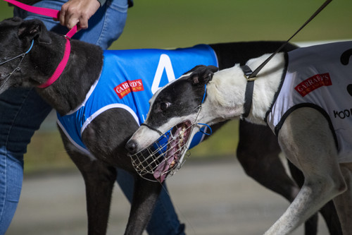 Race-9-B-Kooringa-Lucy-DSE-9908-JPG.JPG