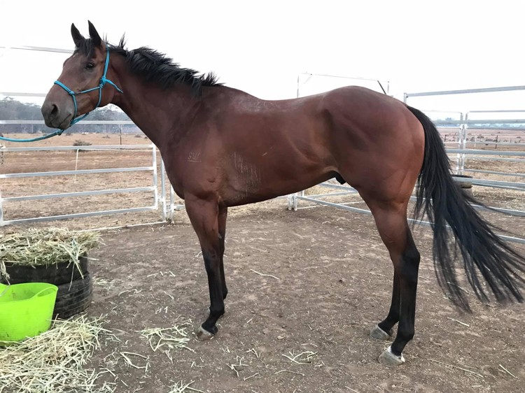 OTT-horse.jpg