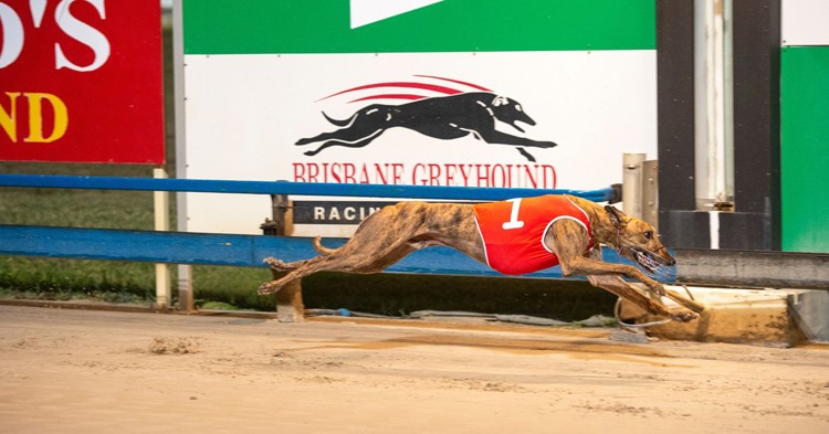 dusty-winning.jpeg
