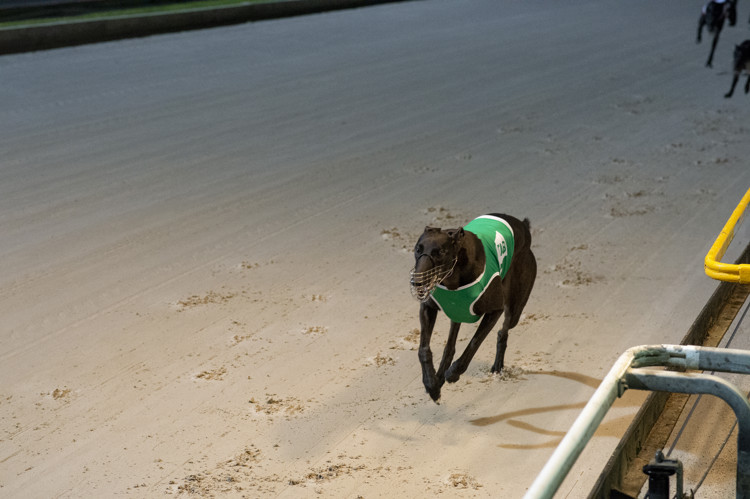 Race-8-Jungle-Deuce-DS4-2323-JPG.JPG
