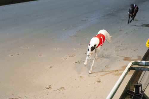 Race-5-Tyanna-Belle-DS4-8479-jpg.JPG