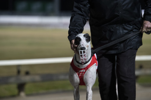 Race-5-Tyanna-Belle-DS5-0809-jpg.JPG