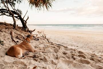 Three-year-old set to take her bestie on the annual greyhound walk