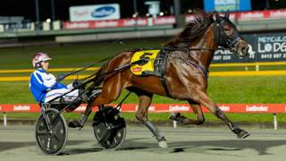 Dashman's harness examination - April 22